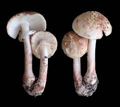 Attēlu rezultāti vaicājumam “Amanita rubescens”