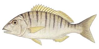 Image result for Lithognathus mormyrus