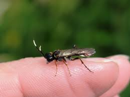 Attēlu rezultāti vaicājumam “Tenthredo campestris female”