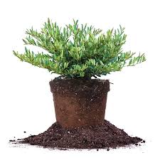 Attēlu rezultāti vaicājumam “Diderma cingulatum young”