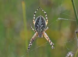 Attēlu rezultāti vaicājumam “Aculepeira ceropegia”