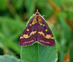 Attēlu rezultāti vaicājumam “Pyrausta purpuralis”