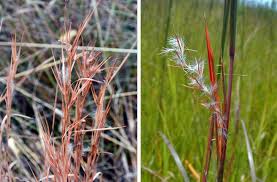 Attēlu rezultāti vaicājumam “Stemonitopsis hyperopta var. landewaldii young”