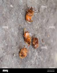 Attēlu rezultāti vaicājumam “Melolontha melolontha imago”