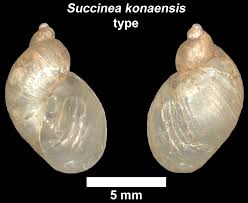 Attēlu rezultāti vaicājumam “Succinea”