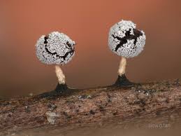 Attēlu rezultāti vaicājumam “Didymium serpula spores”