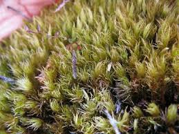 Attēlu rezultāti vaicājumam “Dicranum spurium”