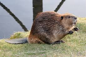 Image result for Castor fiber