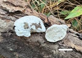 Attēlu rezultāti vaicājumam “Postia undosa”