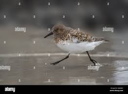 Attēlu rezultāti vaicājumam “Calidris alba adult”