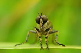 Attēlu rezultāti vaicājumam “Asilus crabroniformis”