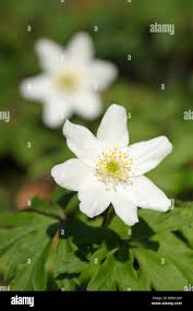 Attēlu rezultāti vaicājumam “Anemone nemorosa”