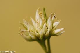 Attēlu rezultāti vaicājumam “Rhynchospora alba flower”