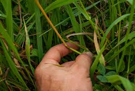Attēlu rezultāti vaicājumam “Elytrigia repens subsp. arenosa”