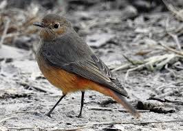 Attēlu rezultāti vaicājumam “Phoenicurus ochruros female”