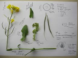Attēlu rezultāti vaicājumam “Brassica napus fruit”