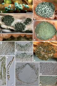 Attēlu rezultāti vaicājumam “Hypocrea gelatinosa”