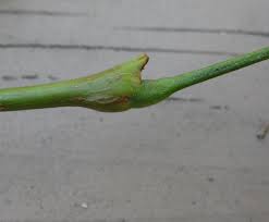 Attēlu rezultāti vaicājumam “Gleditsia triacanthos bud”
