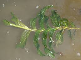 Attēlu rezultāti vaicājumam “Potamogeton praelongus”