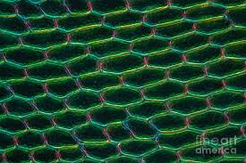 Attēlu rezultāti vaicājumam “Cinclidium stygium”
