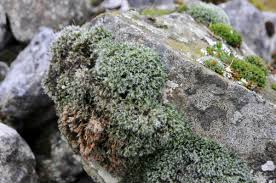 Attēlu rezultāti vaicājumam “Seligeria donniana”