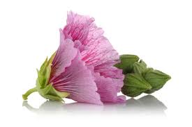 Image result for Alcea (althaea) rosea
