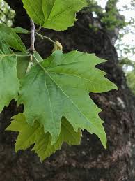 Attēlu rezultāti vaicājumam “Platanus x hispanica (syn. Platanus x acerifolia)”