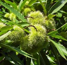 Attēlu rezultāti vaicājumam “Castanea sativa”