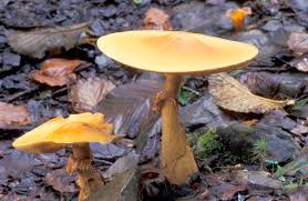 Attēlu rezultāti vaicājumam “Phaeolepiota aurea”