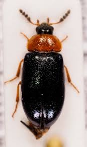 Attēlu rezultāti vaicājumam “Tetratoma fungorum”