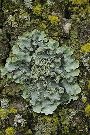 Attēlu rezultāti vaicājumam “Punctelia subrudecta”