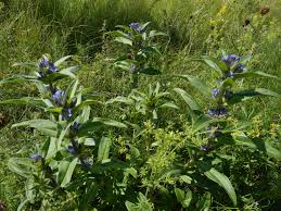 Attēlu rezultāti vaicājumam “Gentiana cruciata flower”