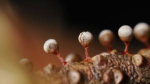 Attēlu rezultāti vaicājumam “Diachea leucopodia stalked”