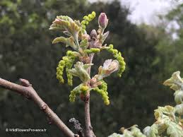 Attēlu rezultāti vaicājumam “Quercus robur male flower”