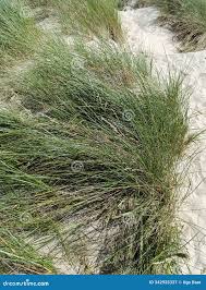 Attēlu rezultāti vaicājumam “Ammophila arenaria”