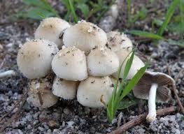 Attēlu rezultāti vaicājumam “Psathyrella pygmaea”