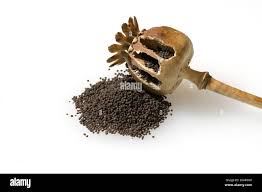 Image result for Mohn