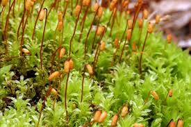 Attēlu rezultāti vaicājumam “Plagiomnium undulatum sporophyte”