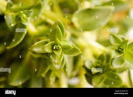 Attēlu rezultāti vaicājumam “Honckenya peploides bud”