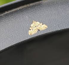 Attēlu rezultāti vaicājumam “Colostygia pectinataria female”