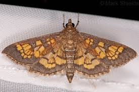 Attēlu rezultāti vaicājumam “Diachea muscorum macro”