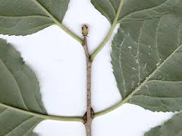 Attēlu rezultāti vaicājumam “Rhamnus cathartica leaf”