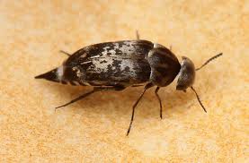 Attēlu rezultāti vaicājumam “Mordella sp.”