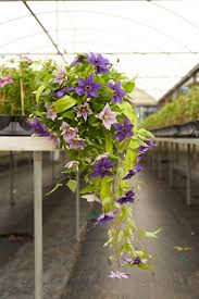 Attēlu rezultāti vaicājumam “Clematis”