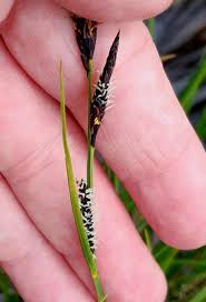 Attēlu rezultāti vaicājumam “Carex acuta leaf”