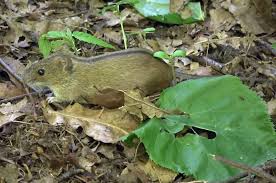 Attēlu rezultāti vaicājumam “Apodemus agrarius”