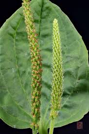 Attēlu rezultāti vaicājumam “Plantago major subsp. intermedia leaf”