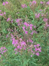 Image result for Epilobium angustifolium