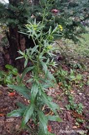 Attēlu rezultāti vaicājumam “Erysimum cheiranthoides flower”