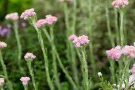 Attēlu rezultāti vaicājumam “Antennaria dioica leaf”